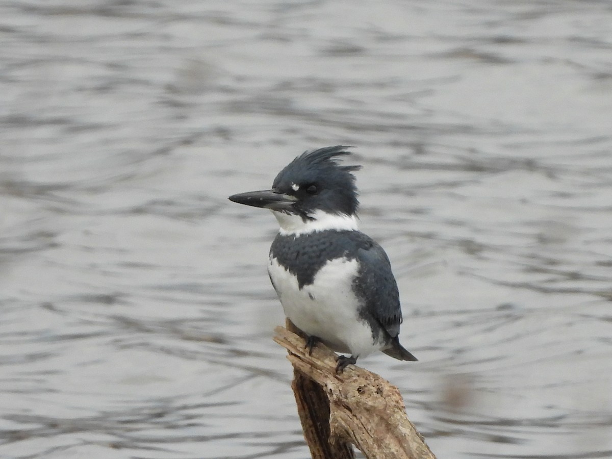 Belted Kingfisher - ML612256763