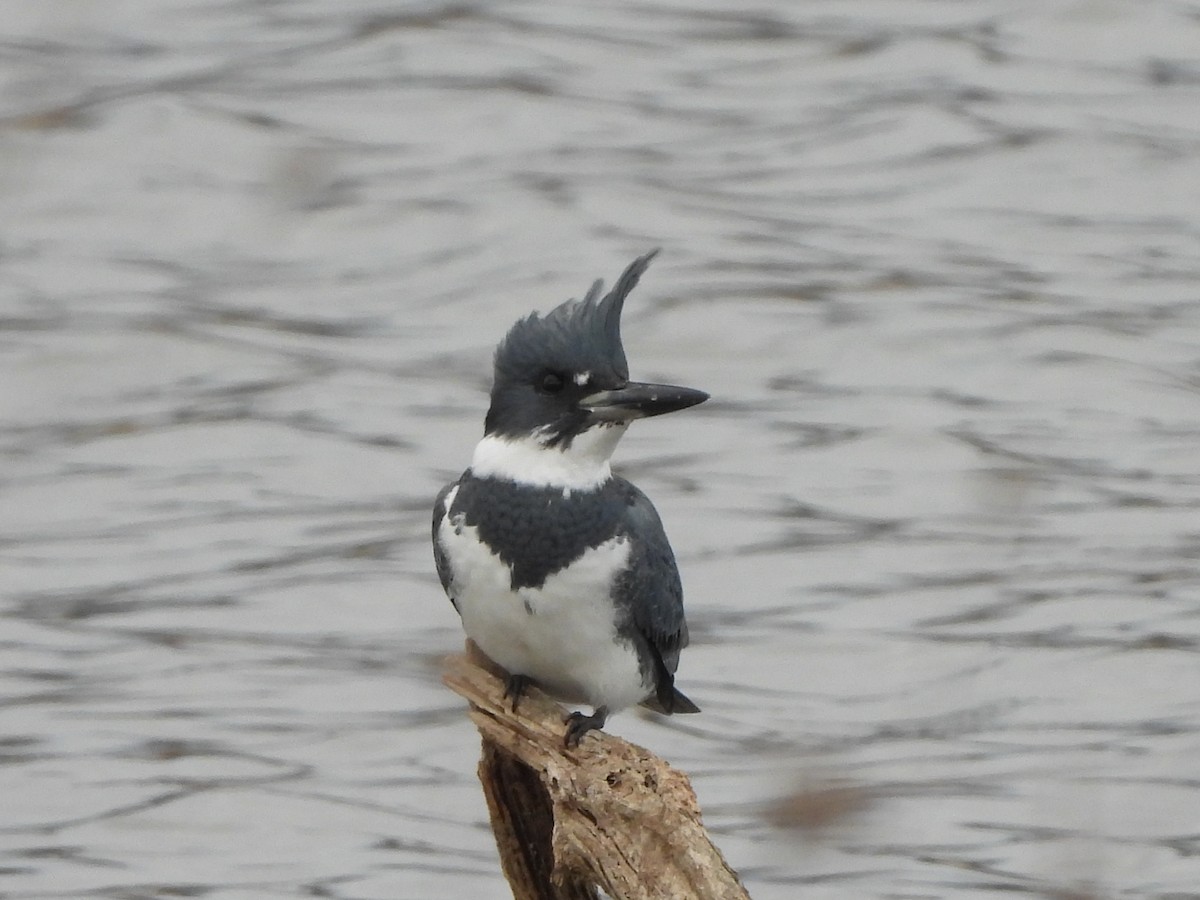 Belted Kingfisher - ML612256764
