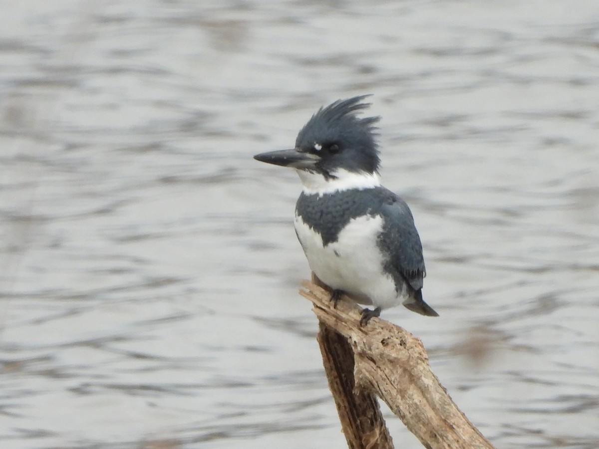 Belted Kingfisher - ML612256765