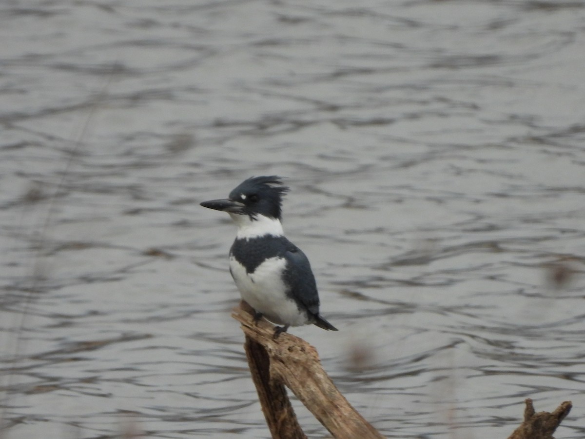Belted Kingfisher - ML612256766