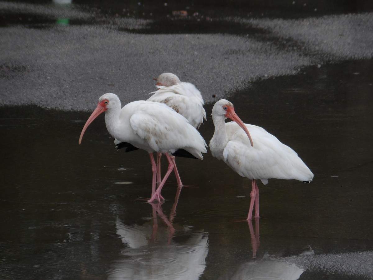ibis bílý - ML612256812