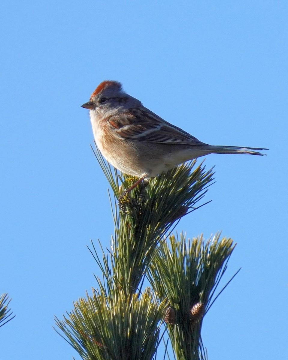 American Tree Sparrow - ML612256892