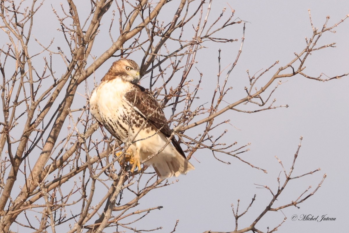 Red-tailed Hawk - ML612257662