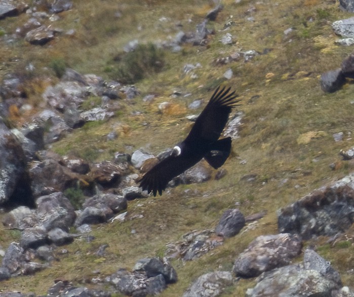 Condor des Andes - ML612257675