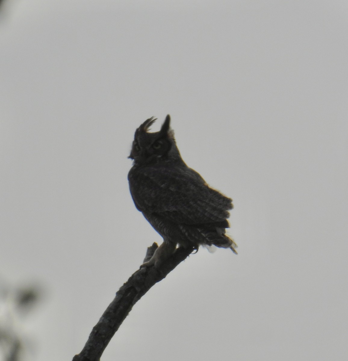 Great Horned Owl - ML612257776