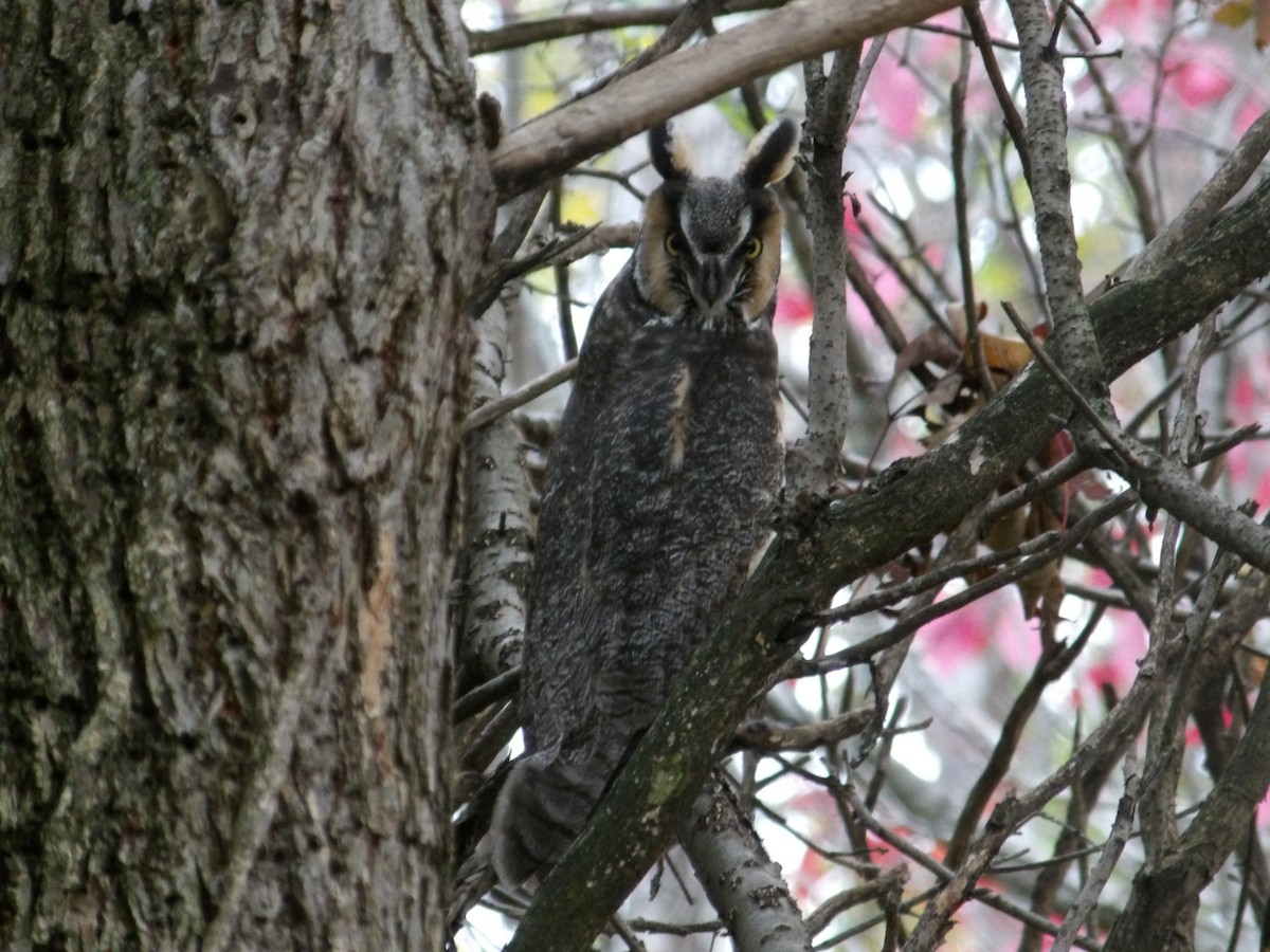 Long-eared Owl - ML612257942