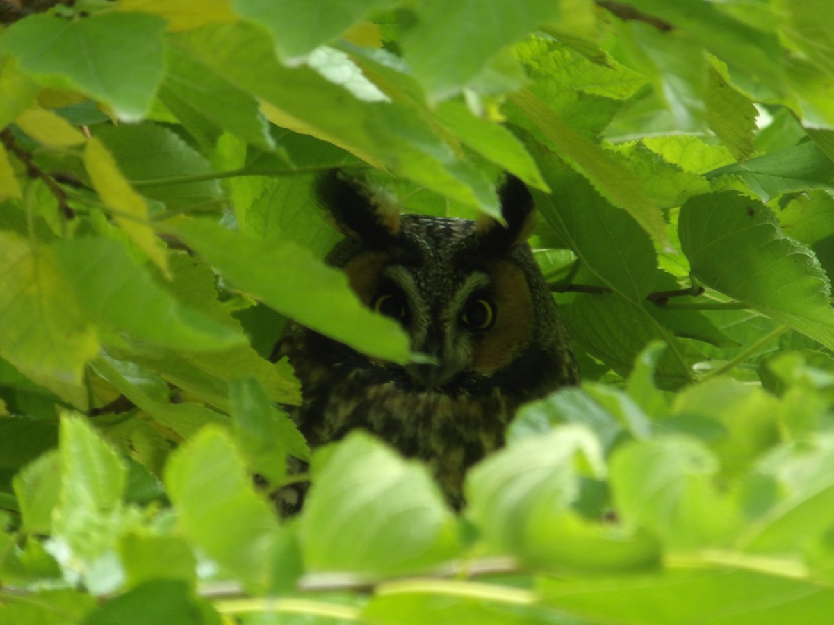 Long-eared Owl - Vlad Nevirkovets