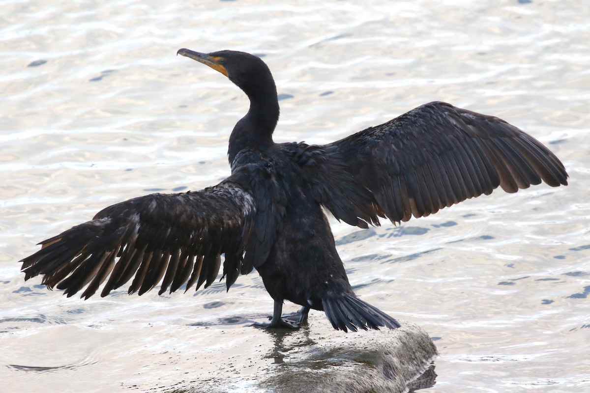 Double-crested Cormorant - Yves Scholten
