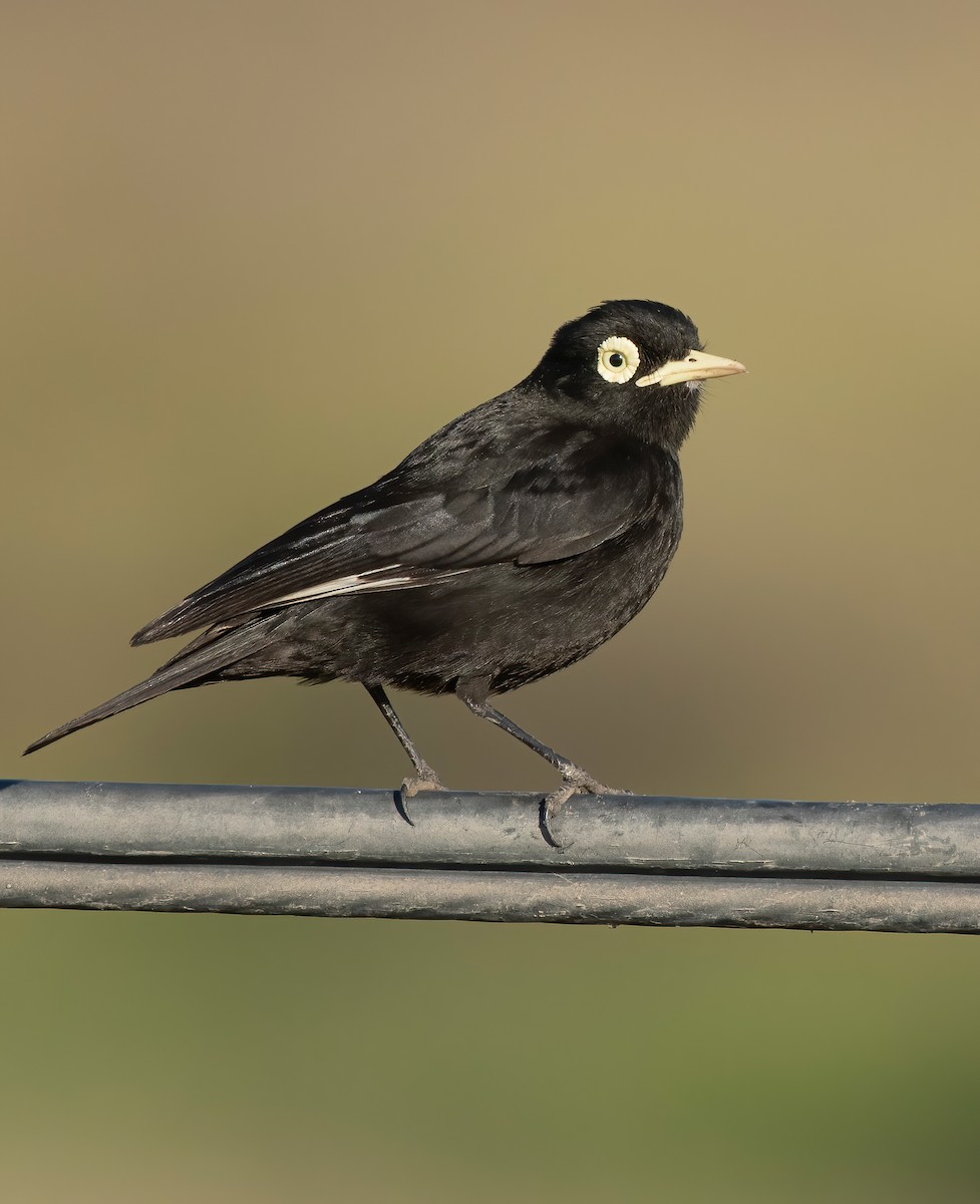 Spectacled Tyrant - ML612258374