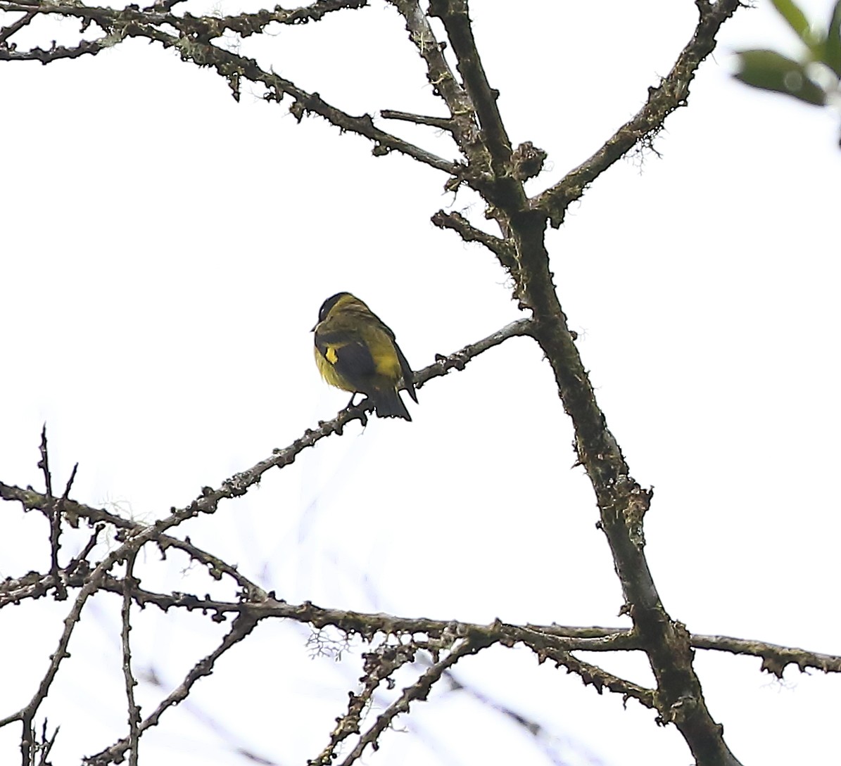 Olivaceous Siskin - ML612258458