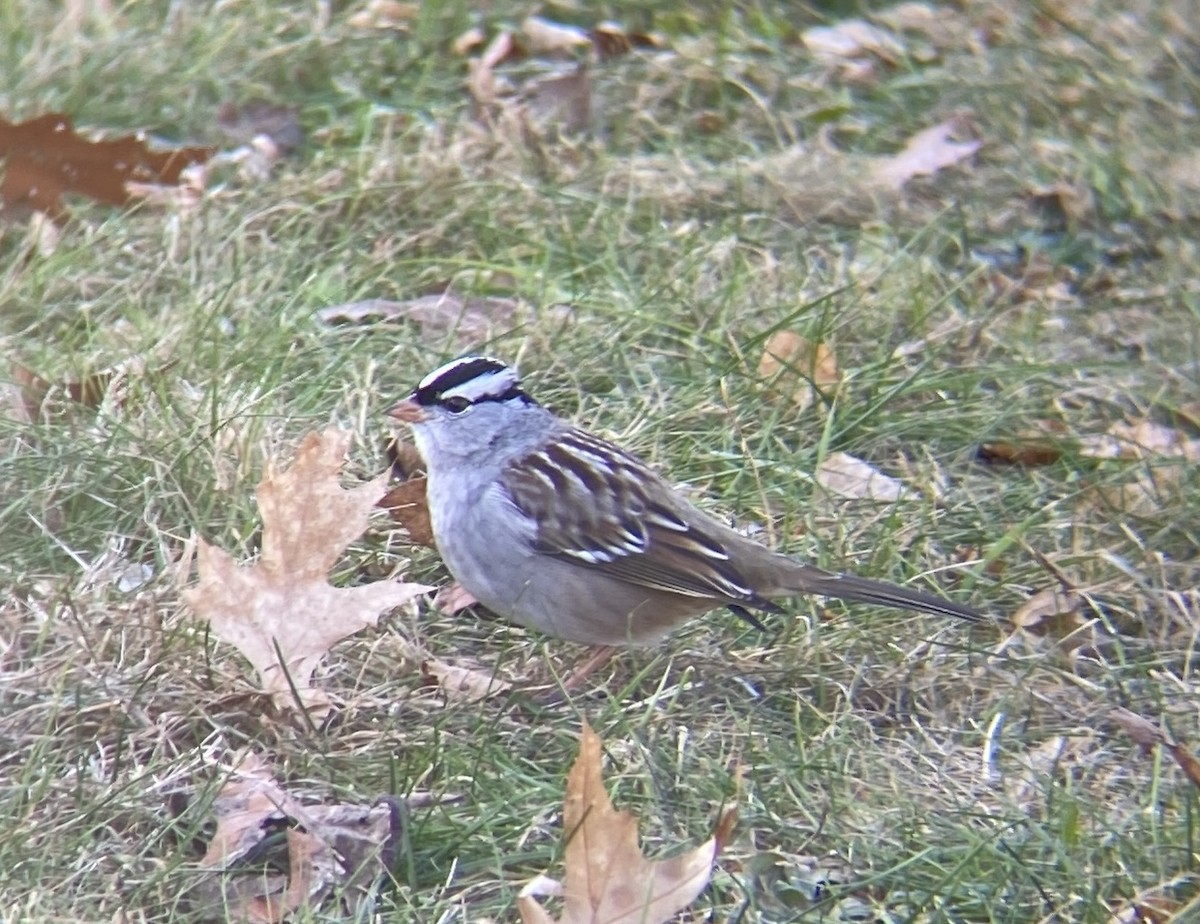 White-crowned Sparrow - ML612258572