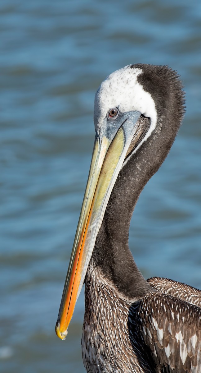Peruvian Pelican - marcelo muñoz