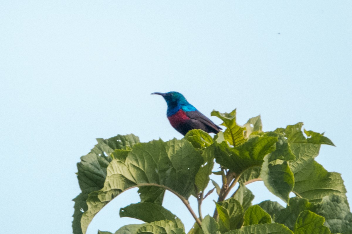Red-chested Sunbird - ML612258996