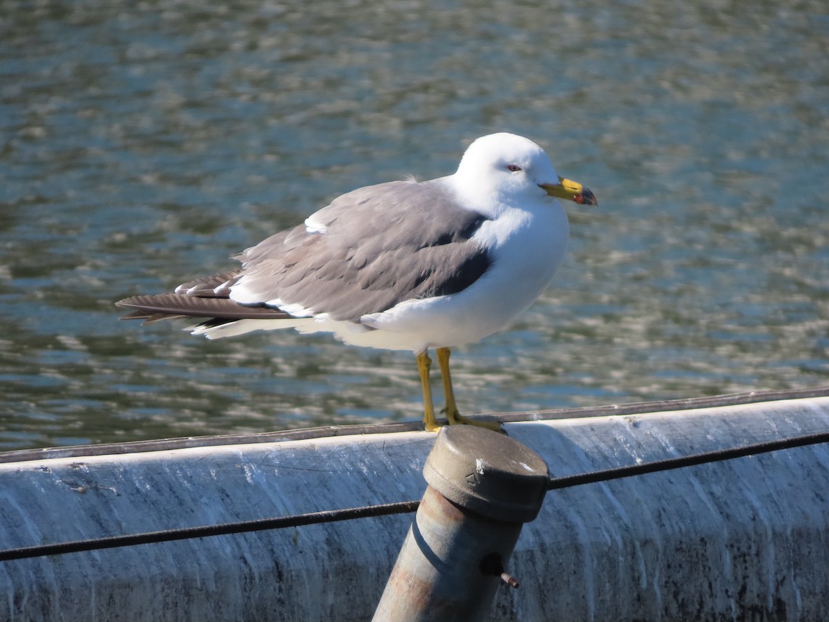 Black-tailed Gull - Adrian Smith