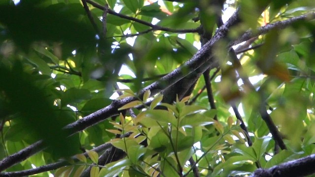 Long-tailed Manakin - ML612259717
