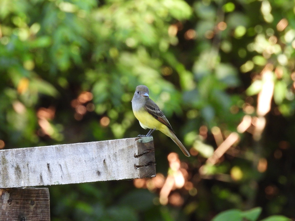 Great Crested Flycatcher - ML612259829