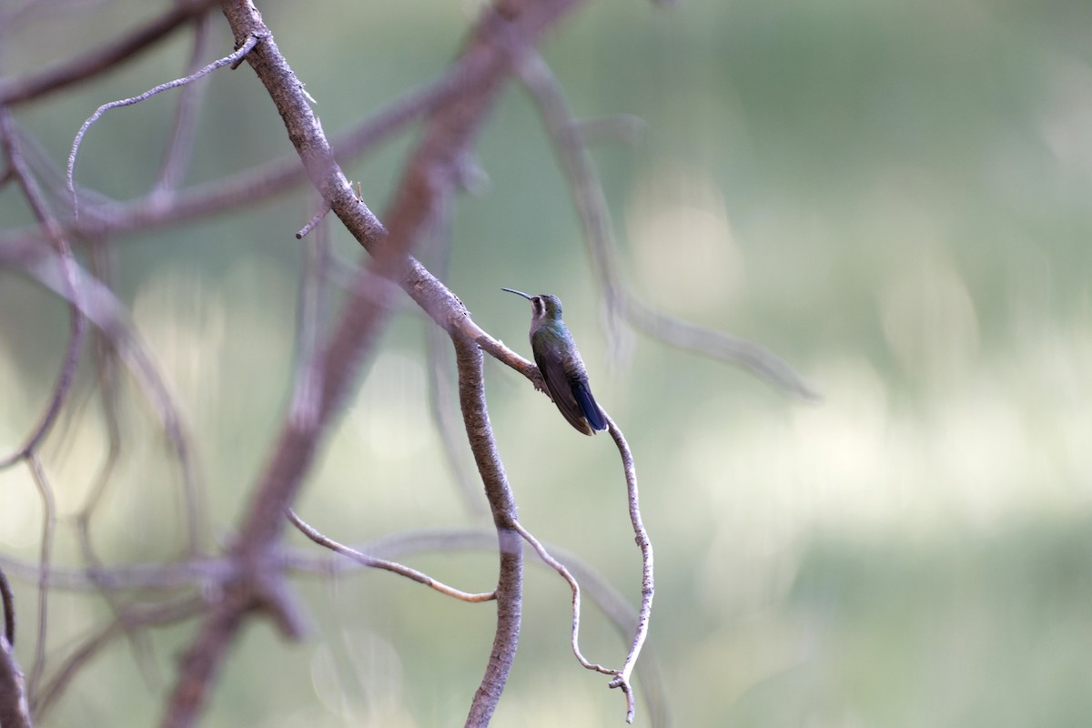 kolibřík blankytohrdlý - ML612260151