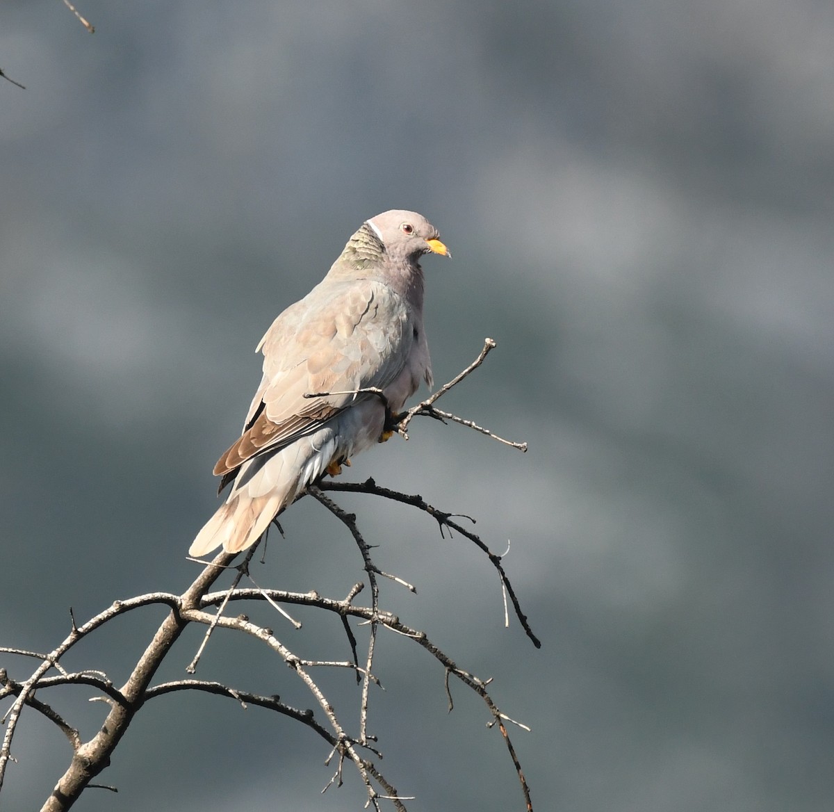 Band-tailed Pigeon - ML612260360