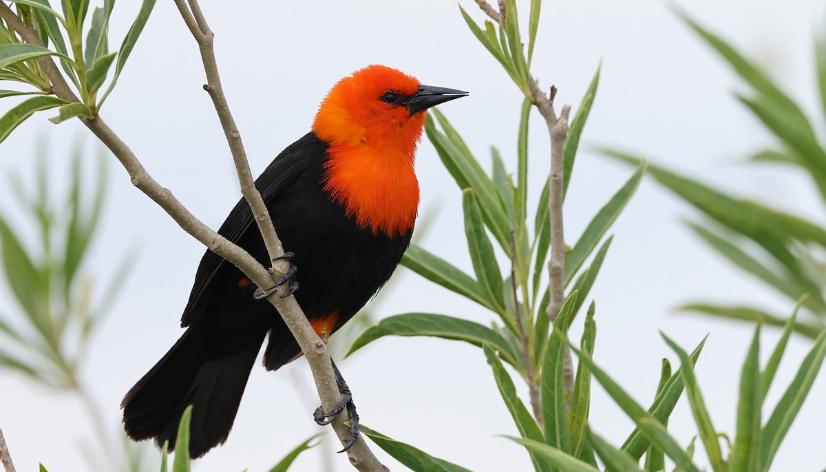 Scarlet-headed Blackbird - ML612260528
