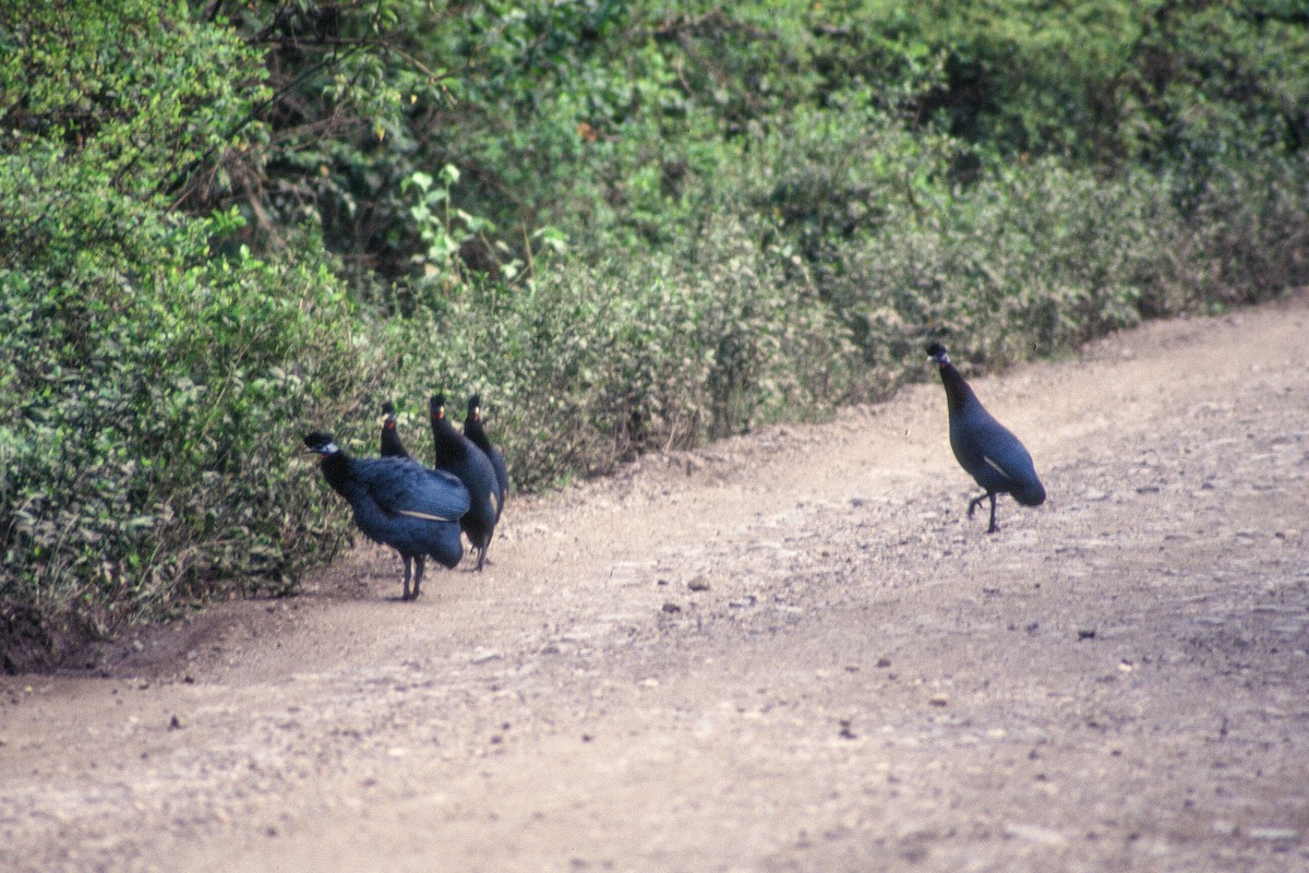 Western Crested Guineafowl - ML612260627