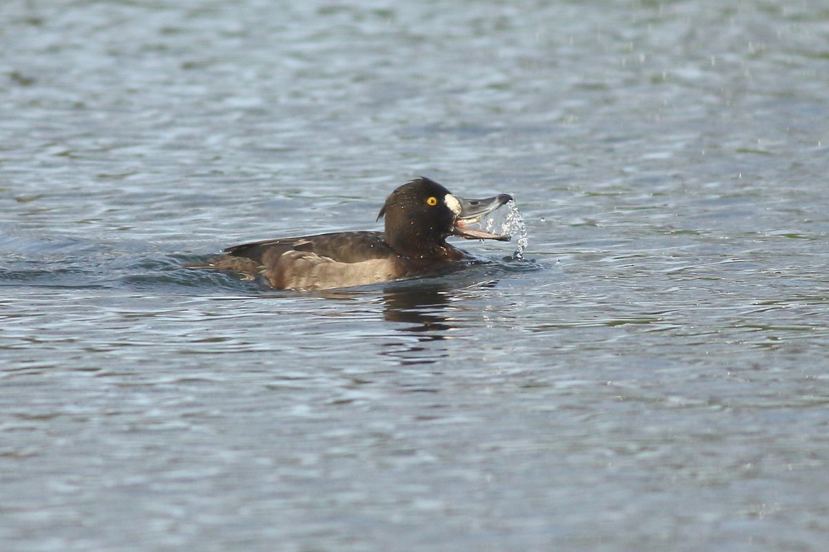 Tufted Duck - ML612260724