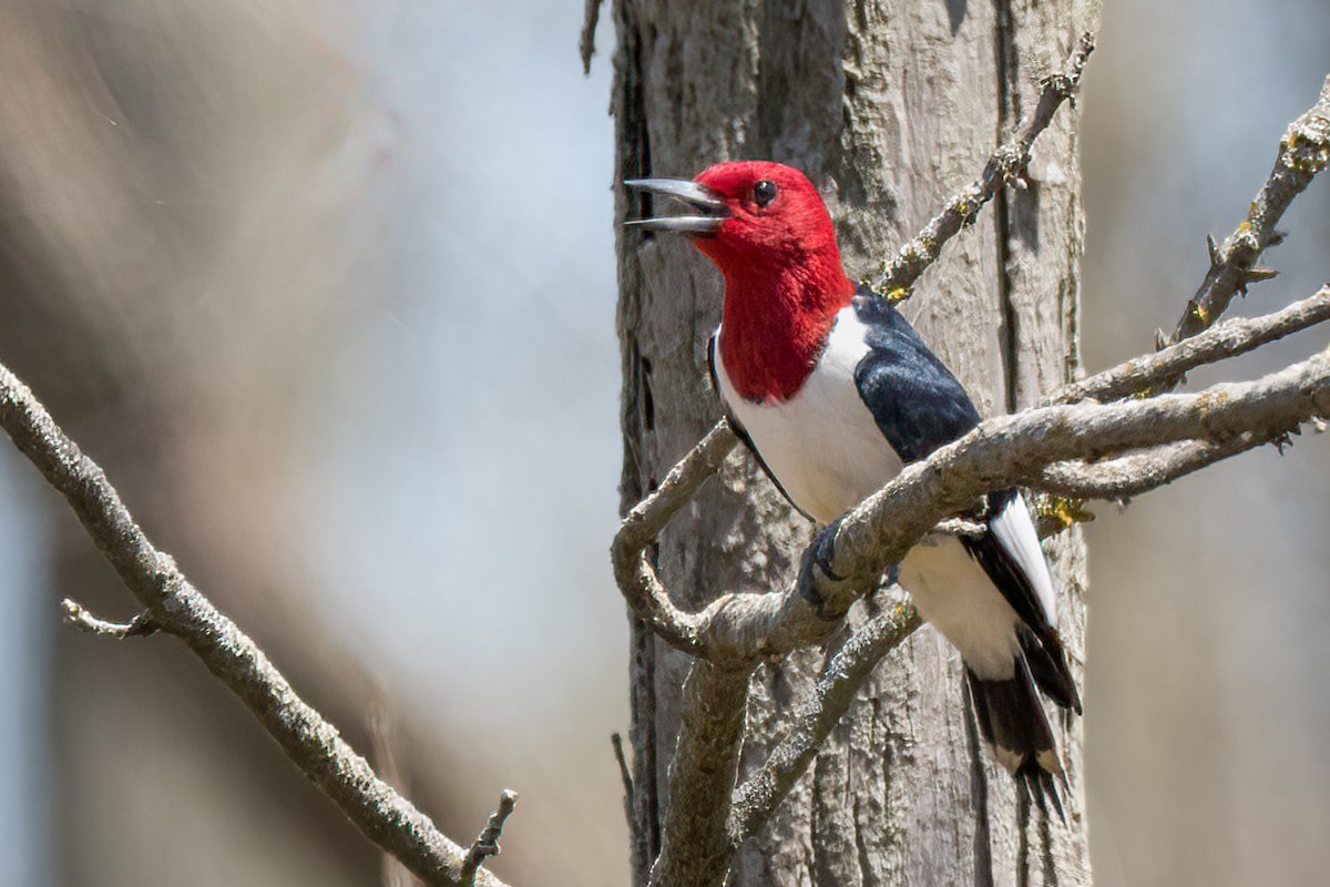 Red-headed Woodpecker - ML612260765