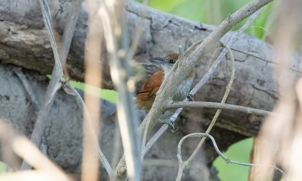 Parker's Spinetail - ML612260843