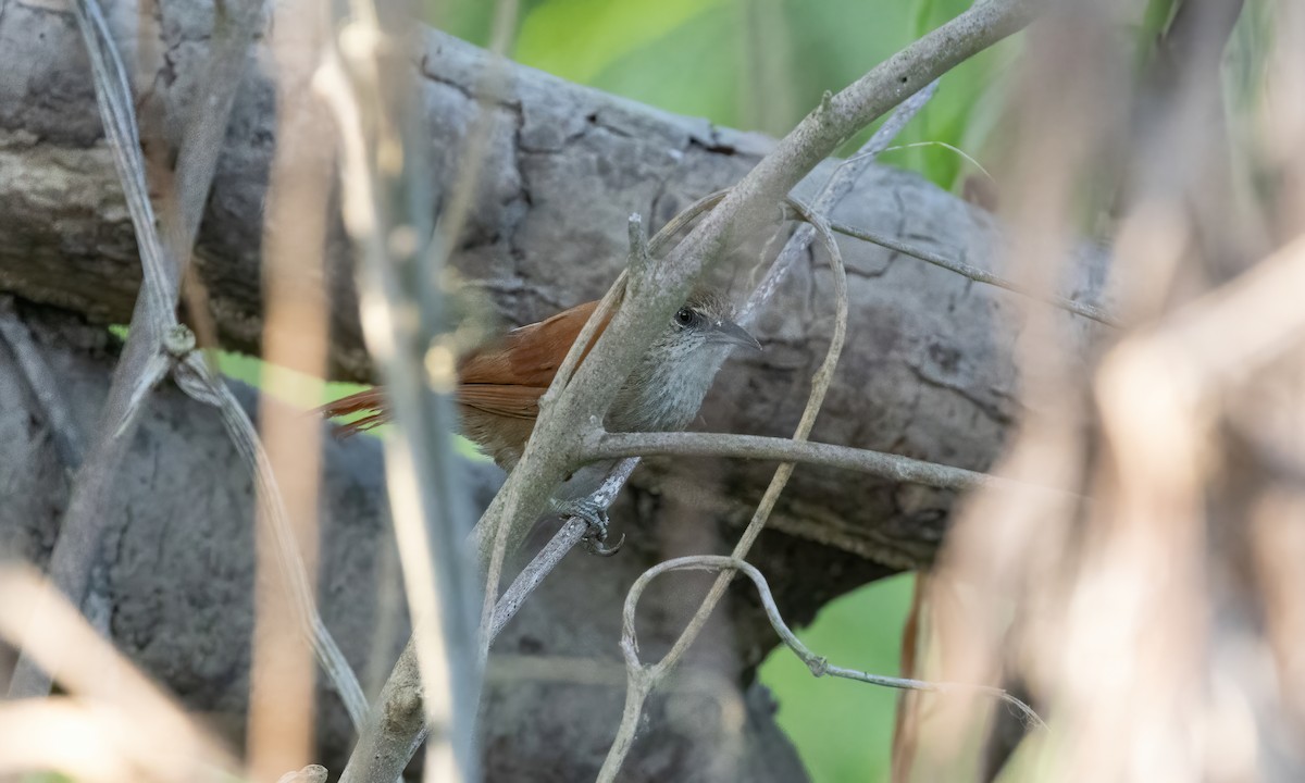 Parker's Spinetail - ML612260844