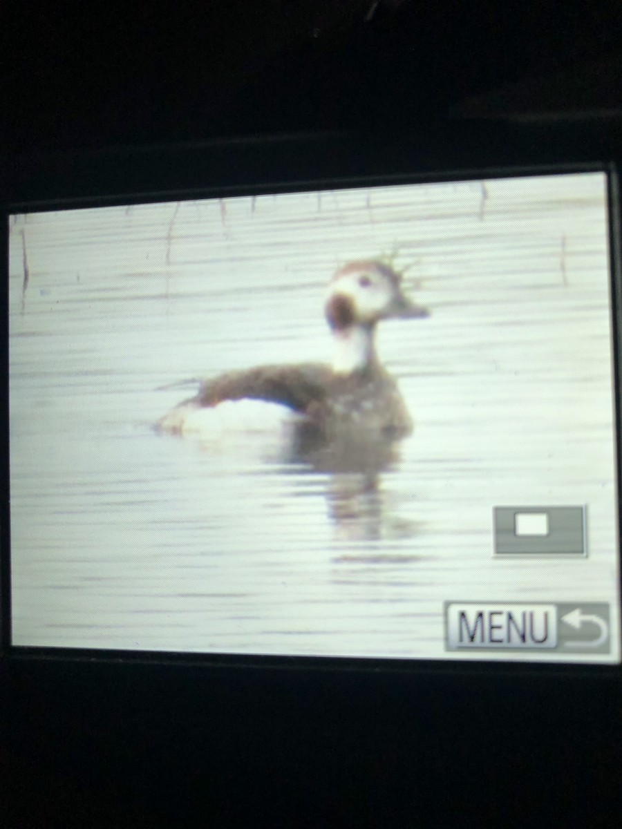 Long-tailed Duck - ML612261419