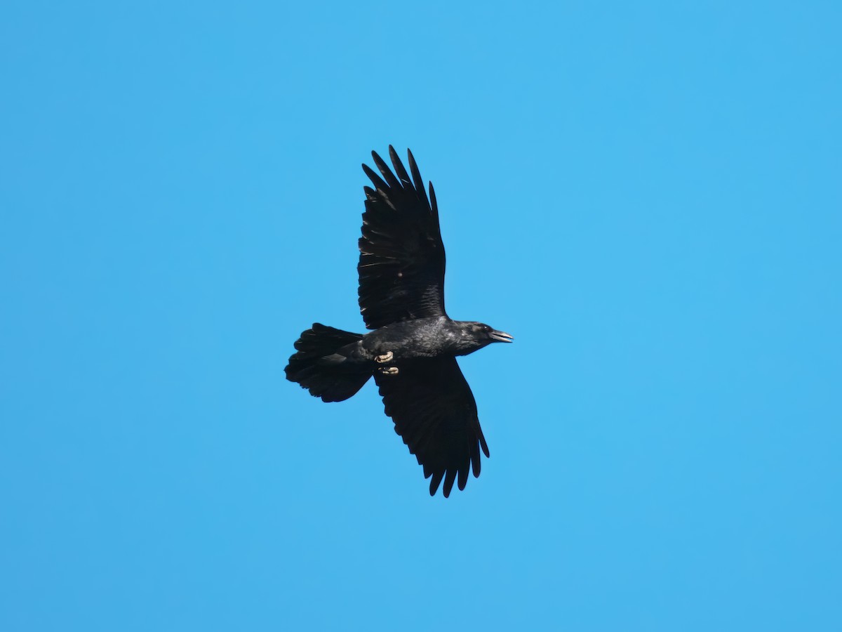 Common Raven - ML612261715