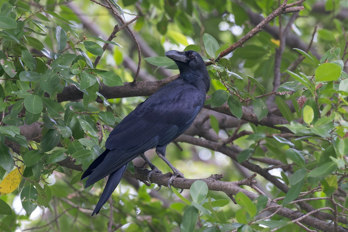 Large-billed Crow - ML612261772