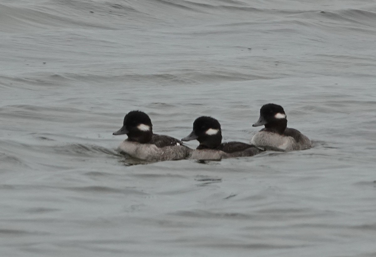 ebird-checklist-15-dec-2023-emerson-point-preserve-24-species