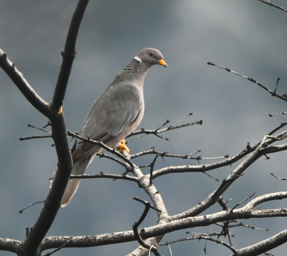 Band-tailed Pigeon - ML612262019