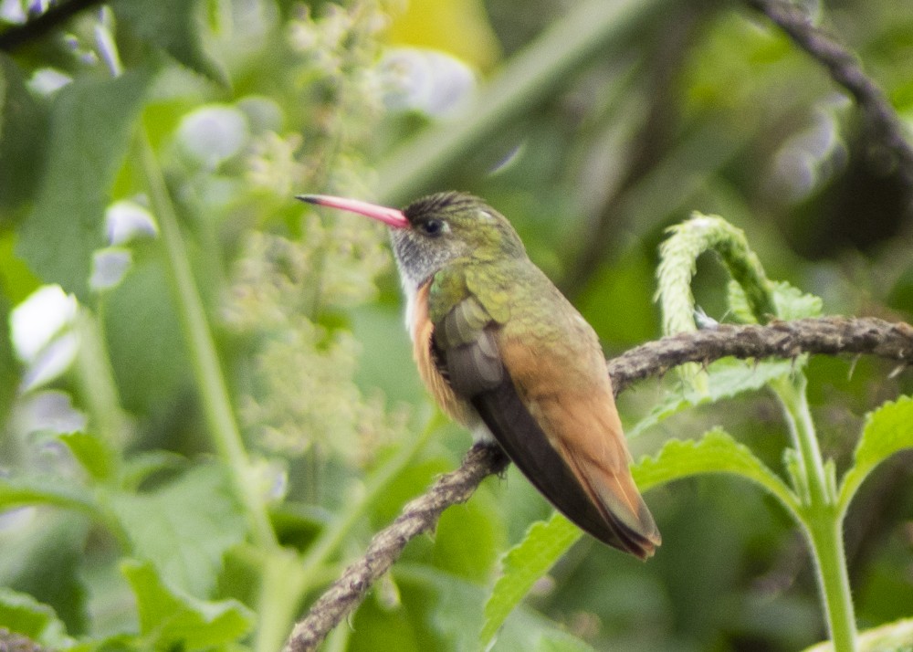 kolibřík Amazilin - ML612262071
