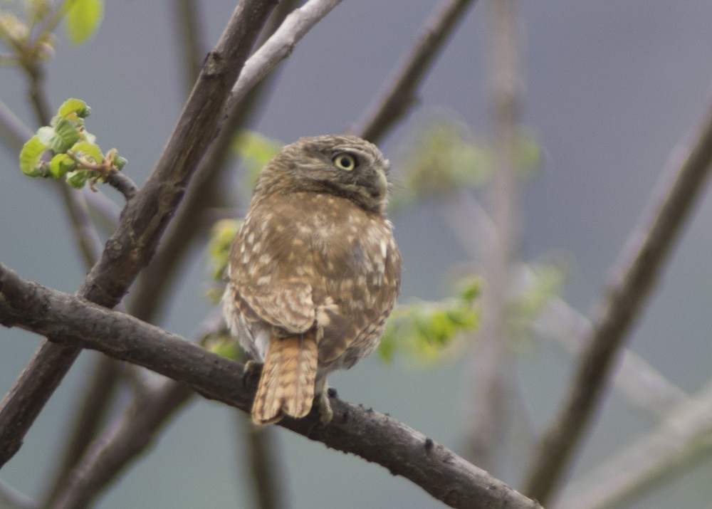 Peruvian Pygmy-Owl - ML612262096