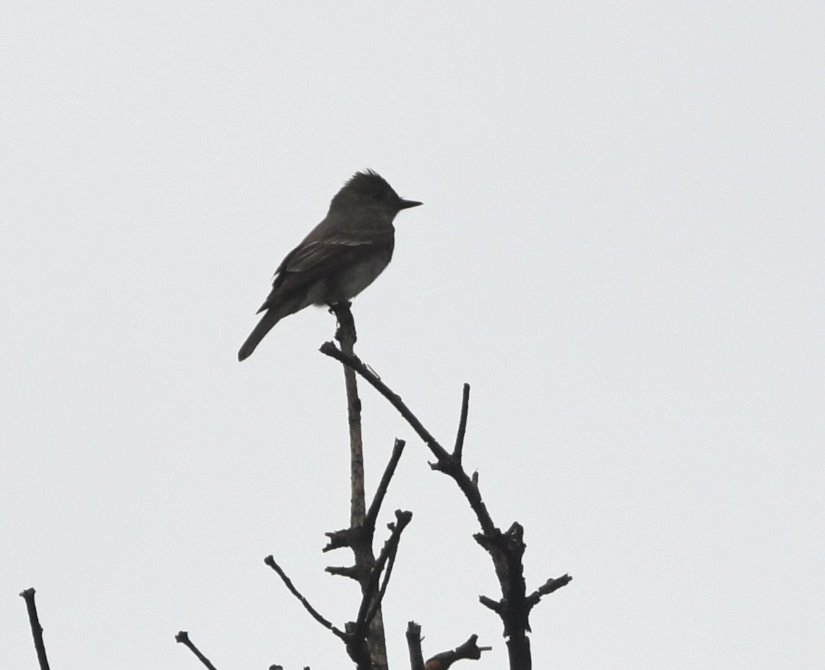 Western/Eastern Wood-Pewee - Leonardo Guzmán (Kingfisher Birdwatching Nuevo León)