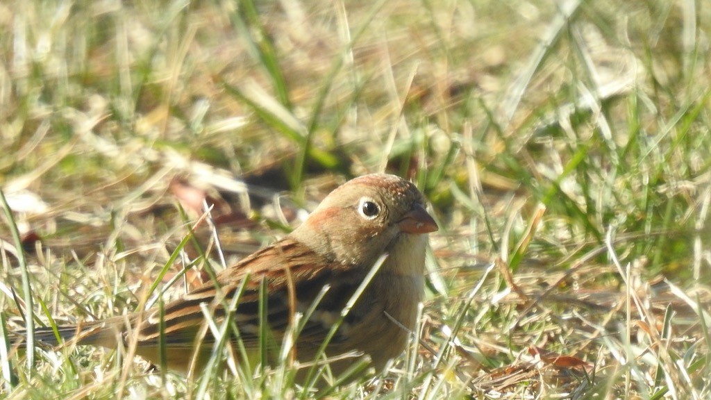 eBird Checklist 15 Dec 2023 Millennium Park 11 species
