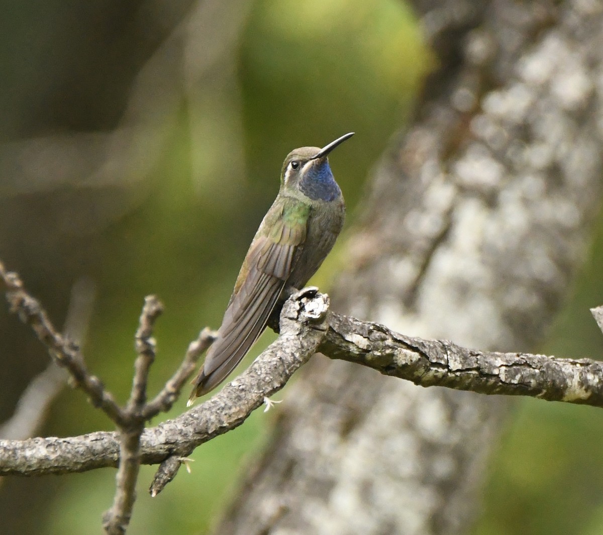 kolibřík blankytohrdlý - ML612262432