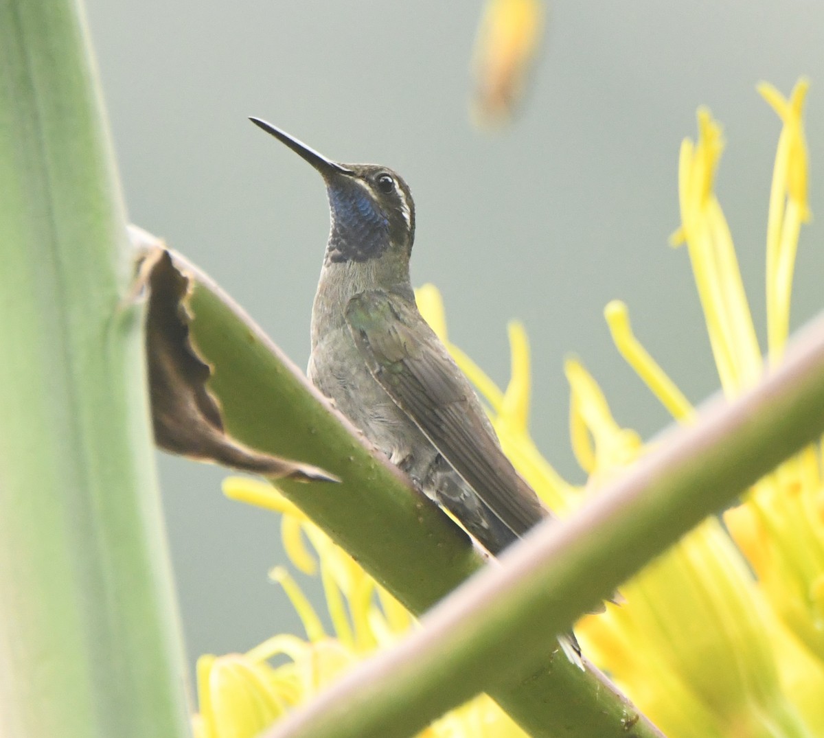 kolibřík blankytohrdlý - ML612262433