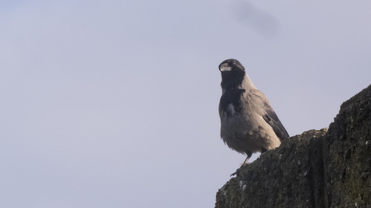 Hooded Crow (Hooded) - ML612262447