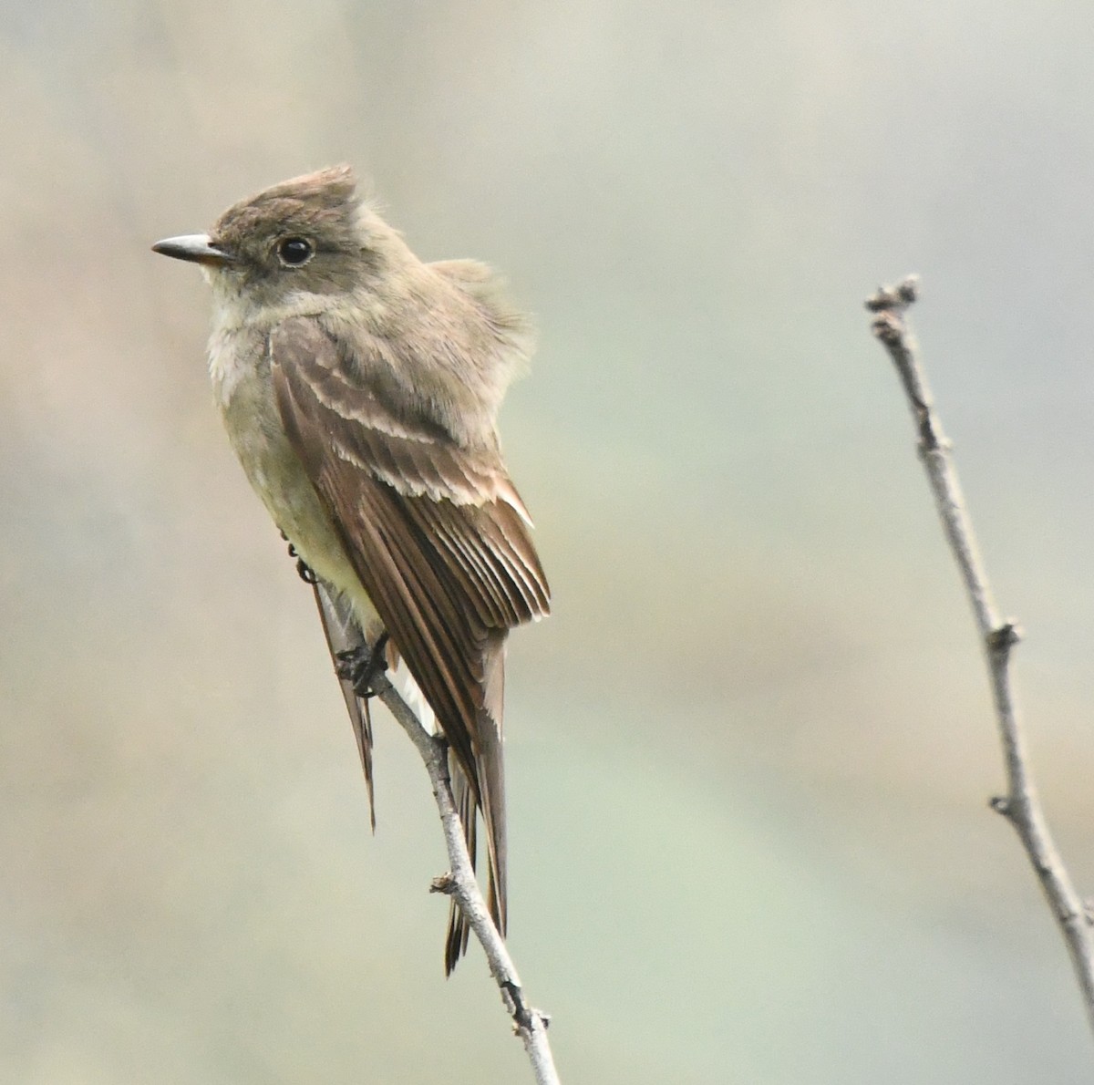 Western/Eastern Wood-Pewee - Leonardo Guzmán (Kingfisher Birdwatching Nuevo León)