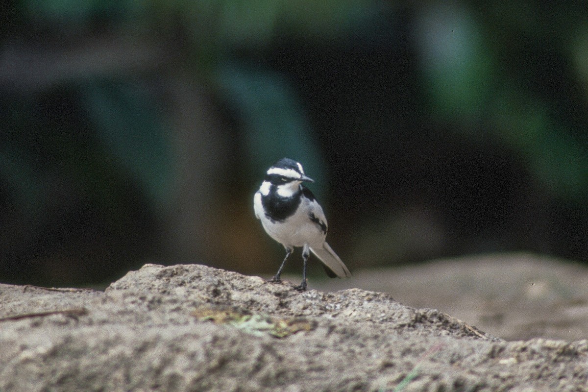 African Pied Wagtail - ML612262662