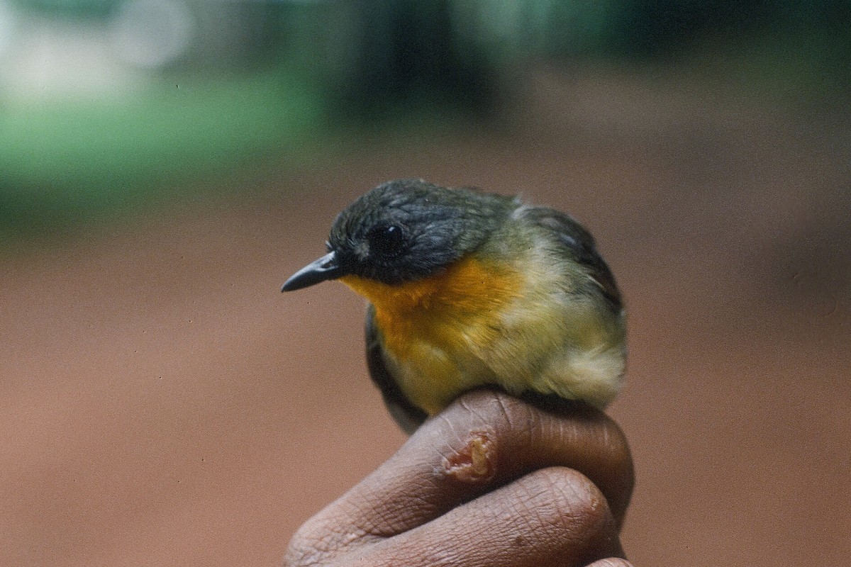 Yellow-breasted Forest Robin - ML612262692
