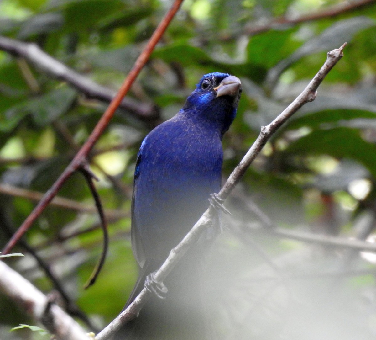 Blue Bunting (Middle America) - ML612263352