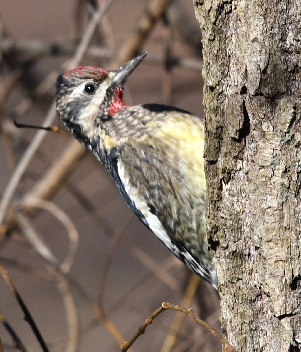 eBird Checklist 15 Dec 2023 Alley Pond ParkOakland Lake 26 species