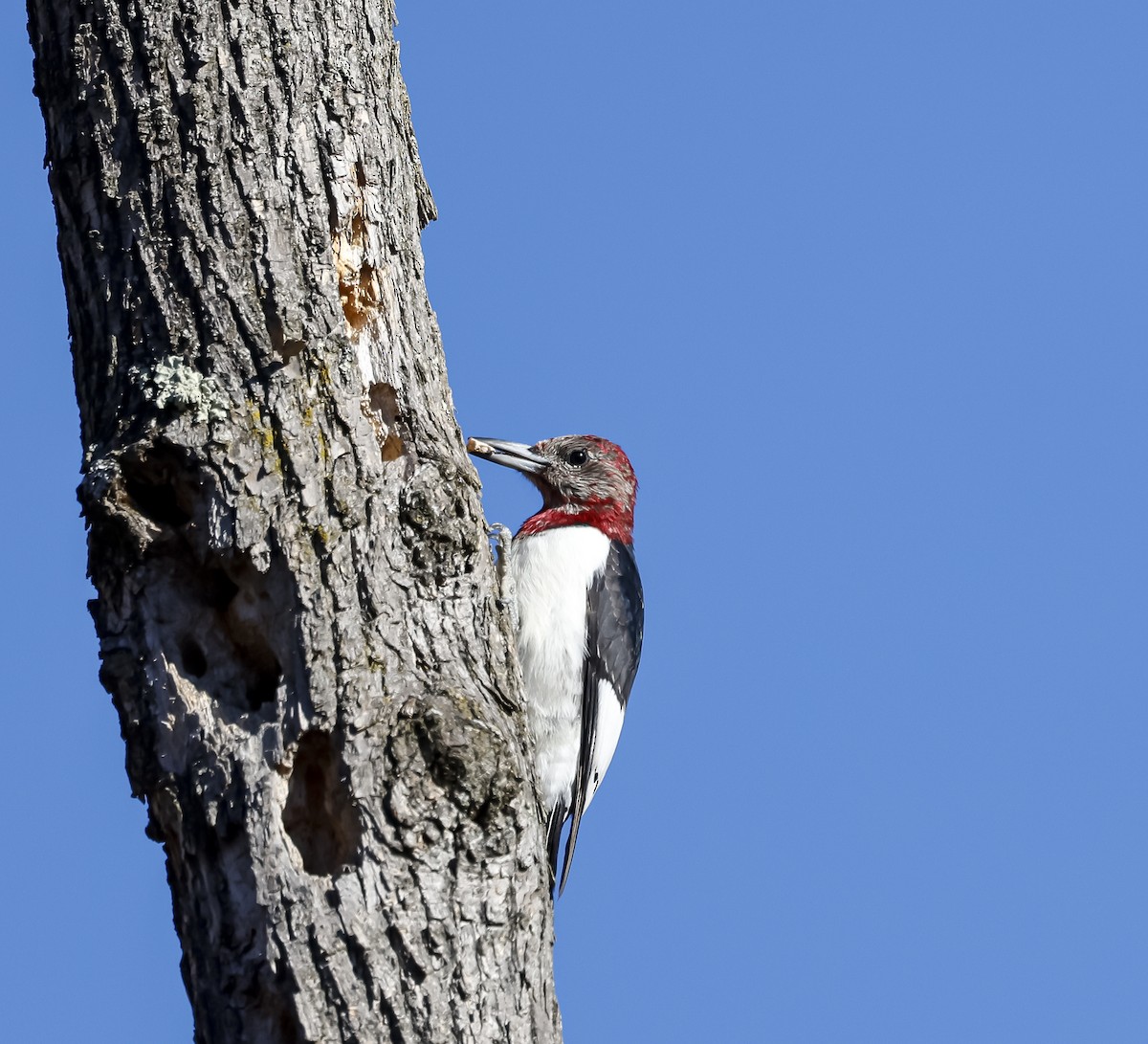 Ebird Checklist Dec Cuyahoga Valley Np Redlock North