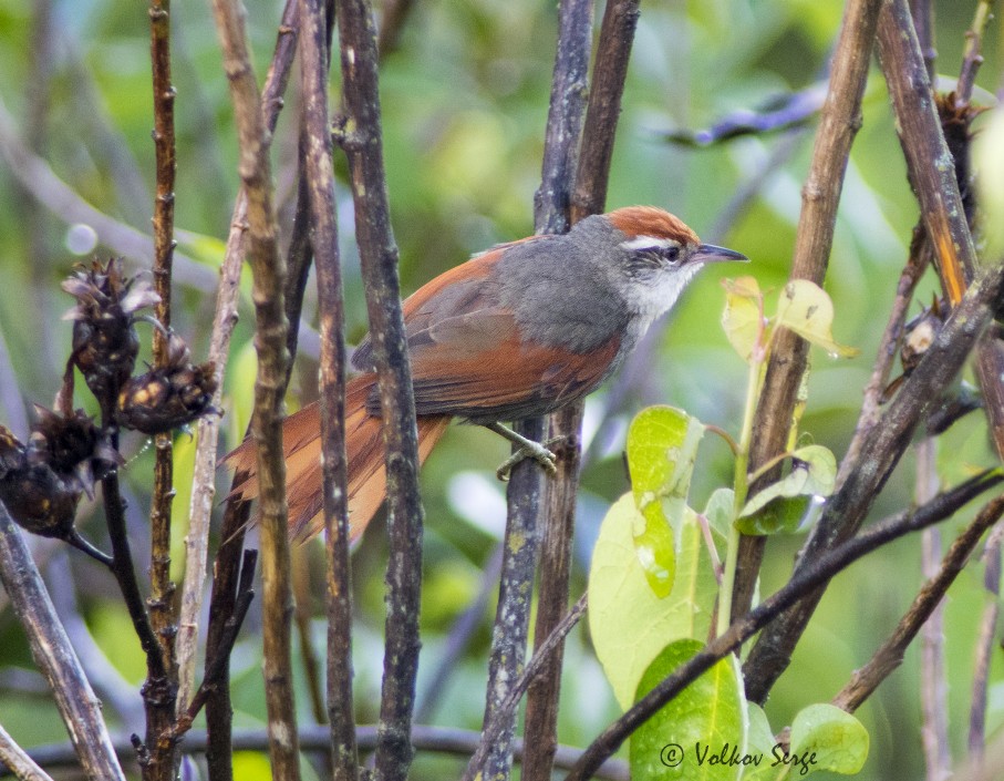 Line-cheeked Spinetail - ML612263765