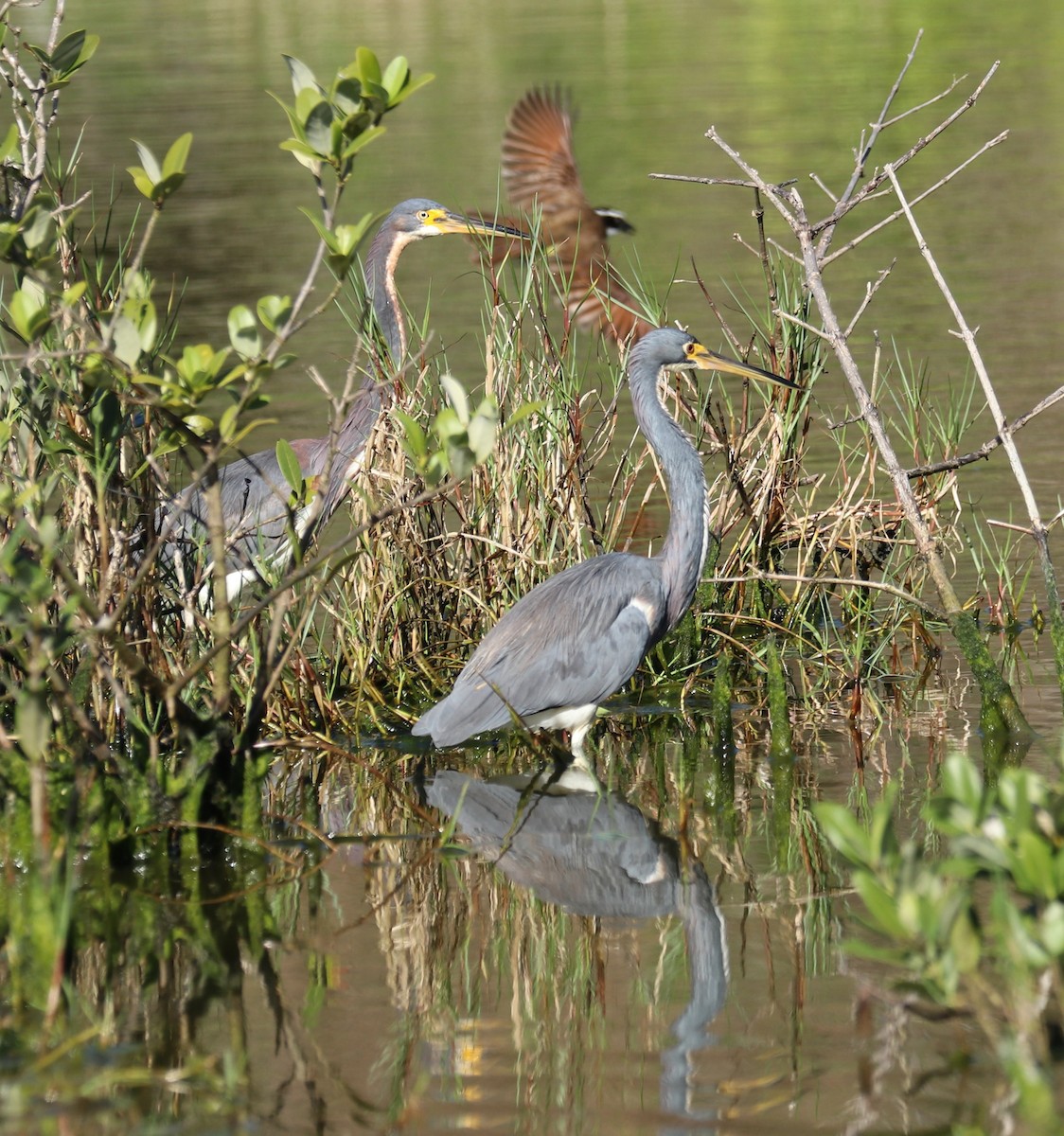 Tricolored Heron - Ingela Persson