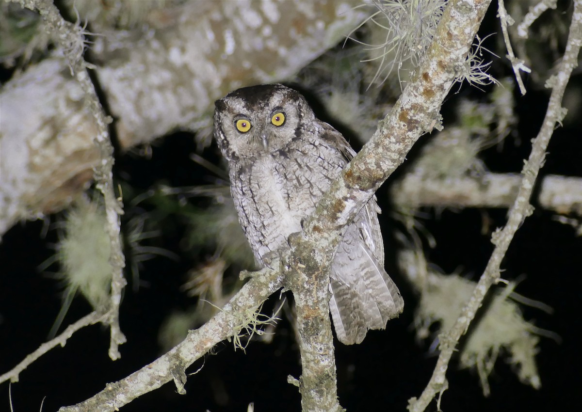 Peruvian Screech-Owl - Jérôme Fischer