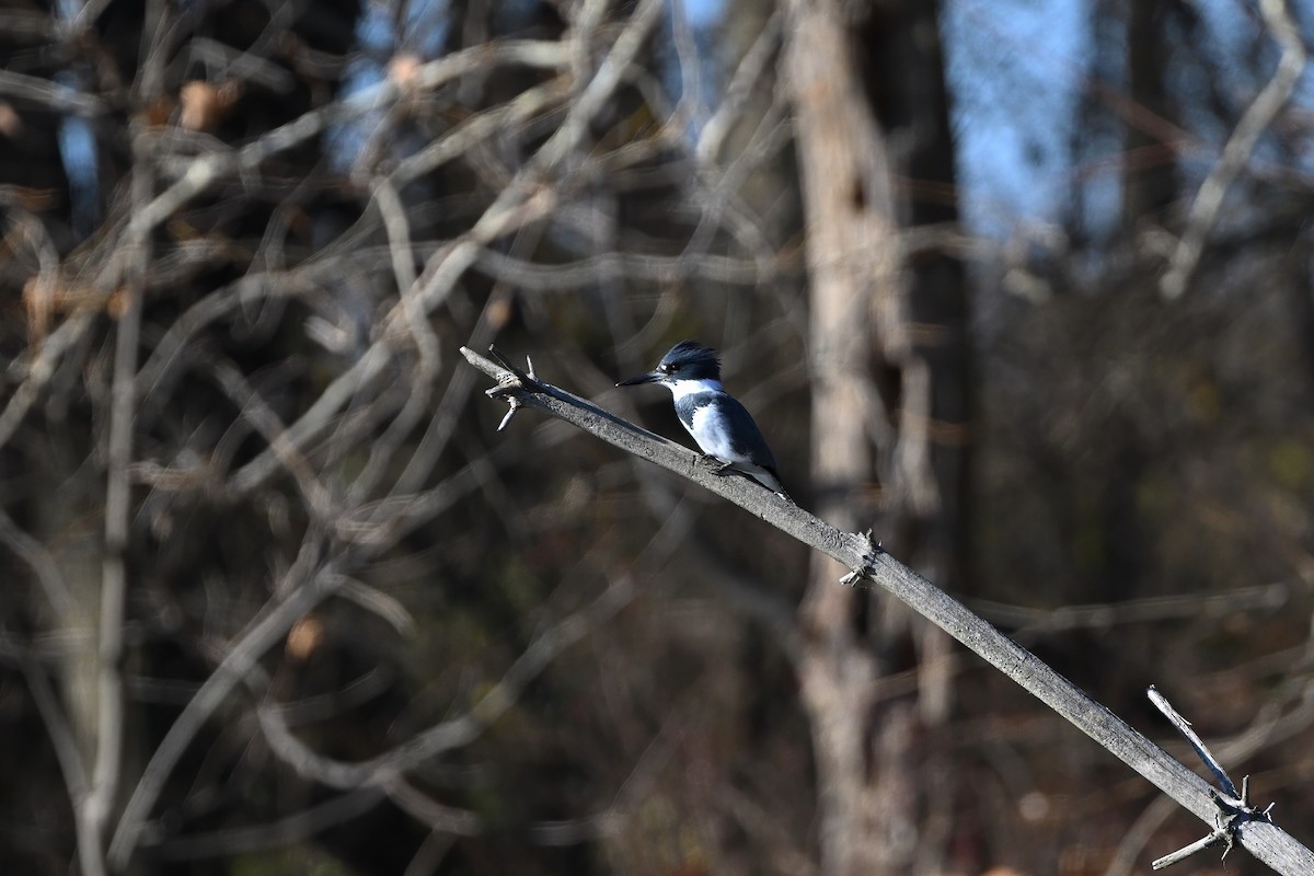 Belted Kingfisher - ML612264258